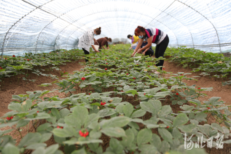 河北承德：人參特色種植助農增收