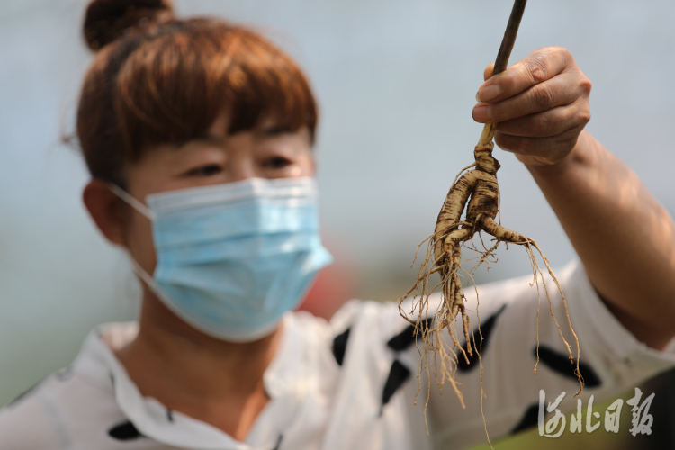 河北承德：人參特色種植助農增收