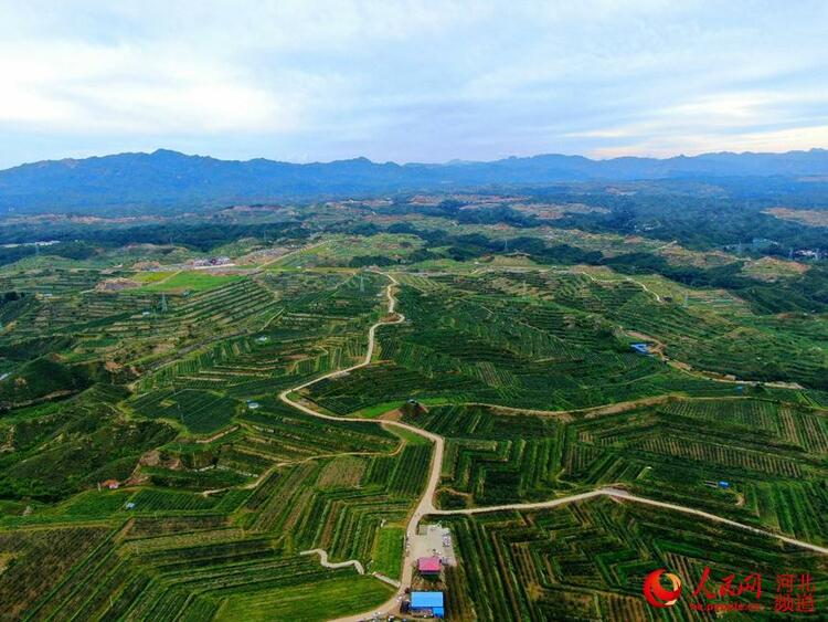 河北阜平：山地披綠裝 碩果豐收忙