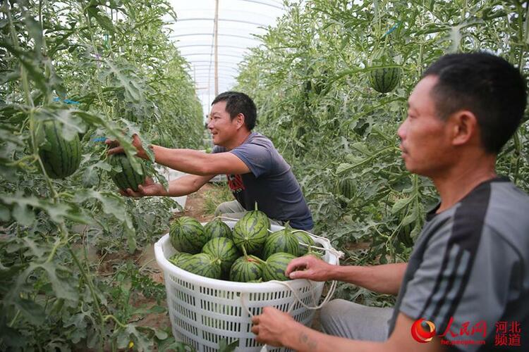 河北張北：麒麟西瓜助力鄉村振興