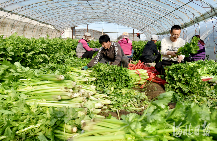 河北張家口宣化區：“一村一品”助力鄉村振興