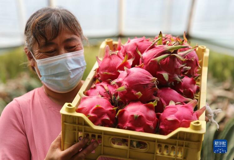 河北平泉：種植火龍果助農增收致富