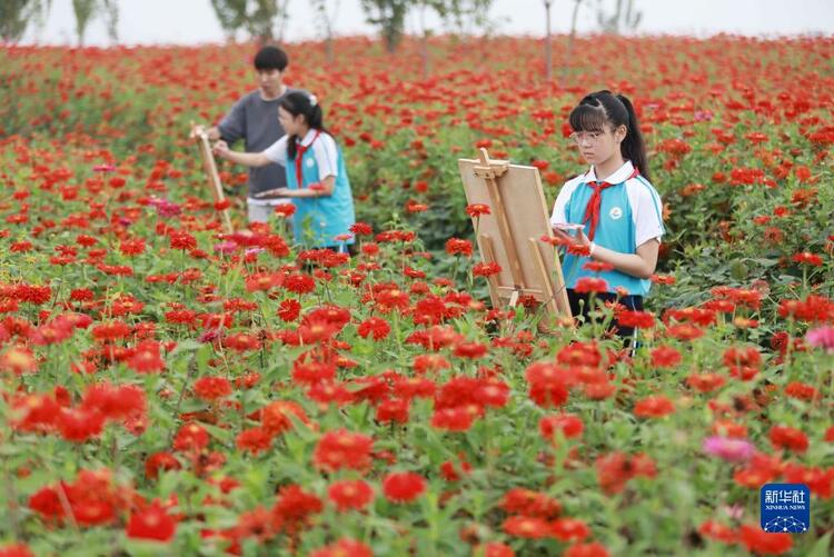 河北內丘：荒地變花海 鋪就致富路