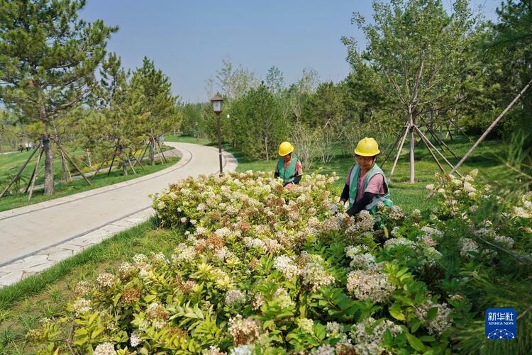 河北雄安新區悅容公園建設有序推進