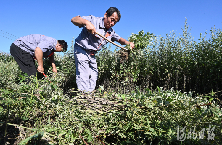 河北邯鄲：小艾草種出農民增收大産業