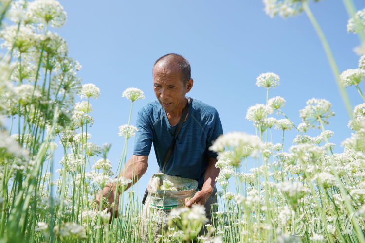 河北巨鹿：韭花豐收富農家