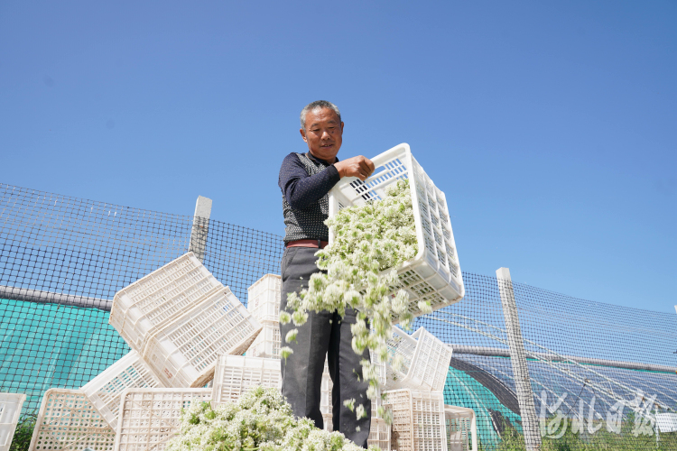 河北巨鹿：韭花豐收富農家