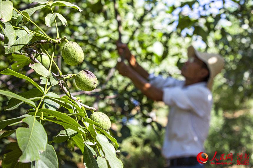 河北武安：白露到 收核桃