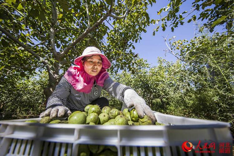 河北武安：白露到 收核桃