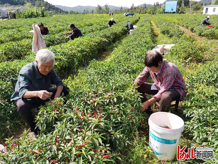 河北涉縣：小辣椒敲開鄉村振興大門