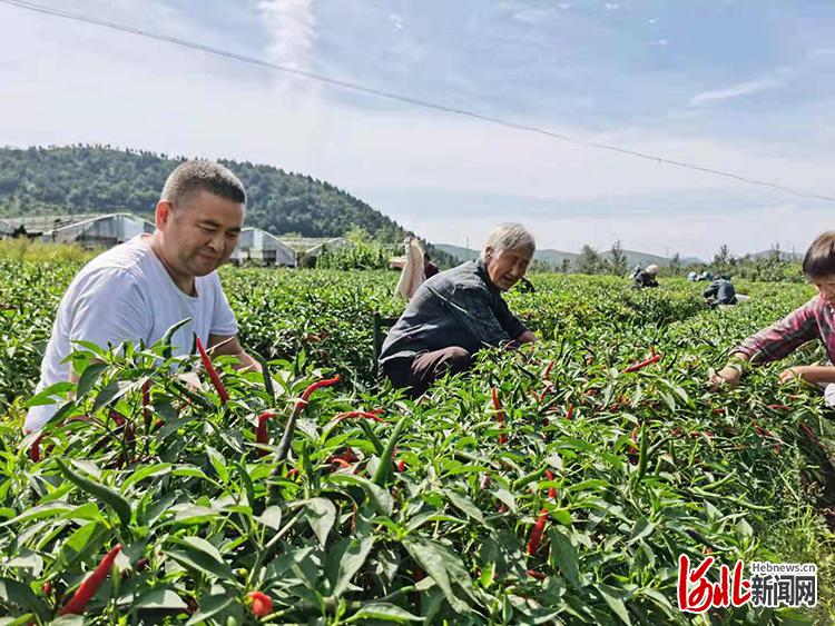 河北涉縣：小辣椒敲開鄉村振興大門