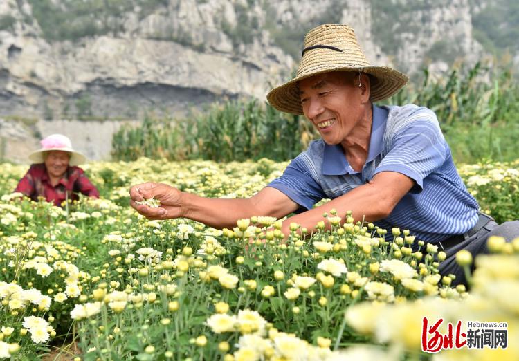 河北井陘：金秋採菊樂農家