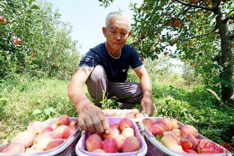 河北巨鹿：特色種植助農增收