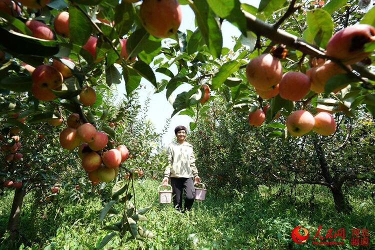 河北巨鹿：特色種植助農增收