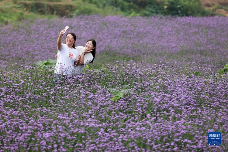 河北內丘：荒地變花海 鋪就致富路