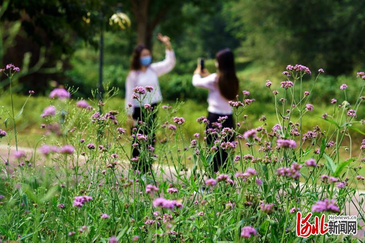 河北巨鹿：閒置河灘變生態遊園