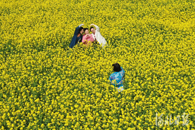 河北邯鄲：油菜花開春光美