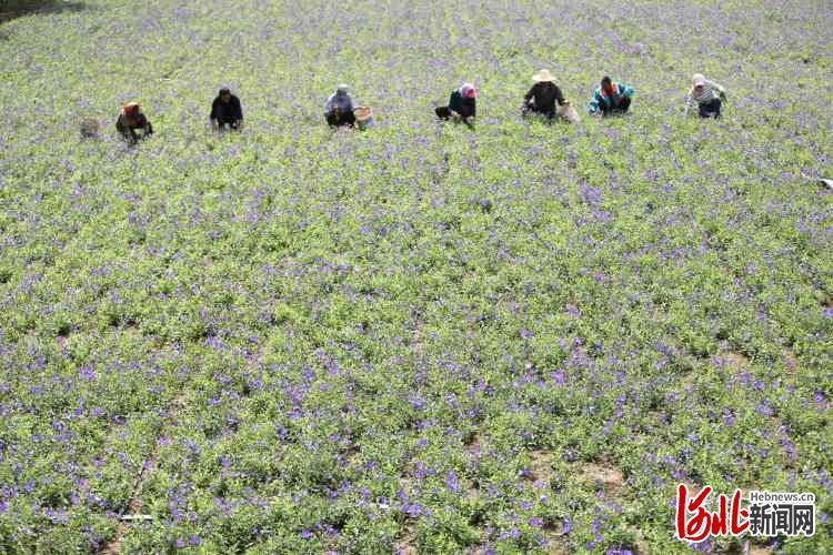 河北承德：農旅融合助力鄉村振興