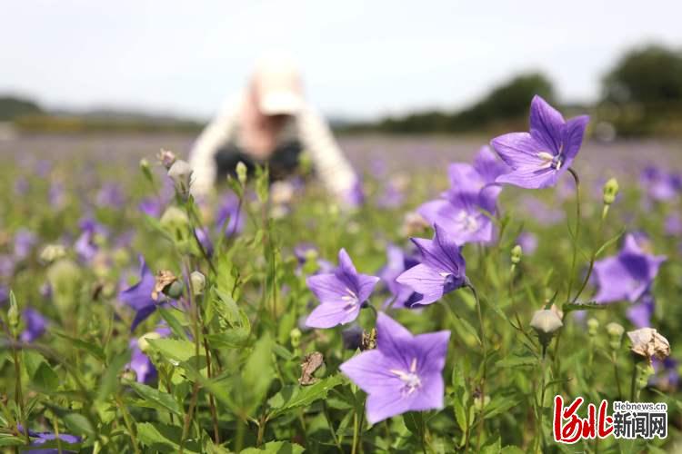 河北承德：農旅融合助力鄉村振興