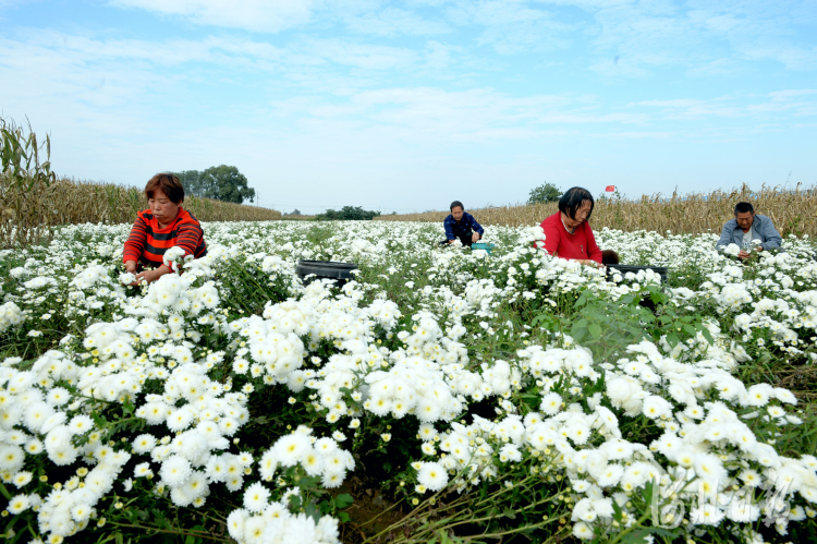 河北平鄉：種植杭白菊 滿地“致富花”