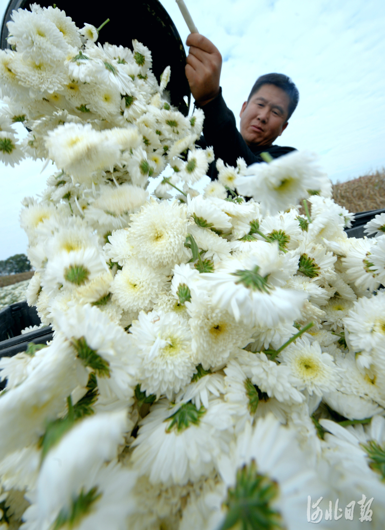 河北平鄉：種植杭白菊 滿地“致富花”