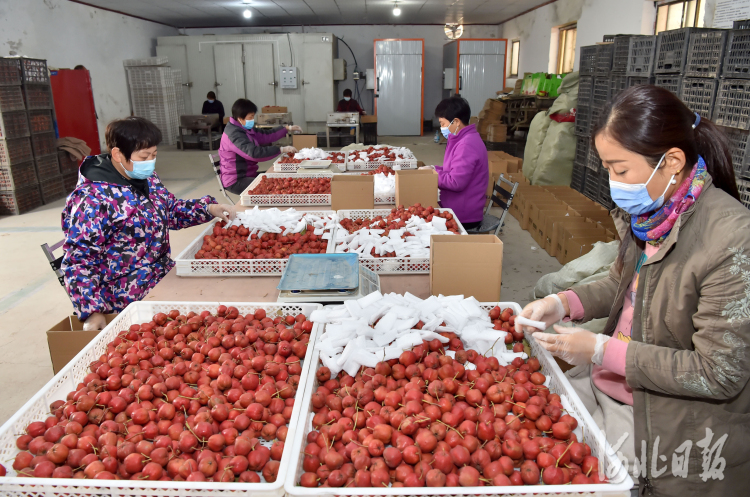 河北晉州：山楂樹下收穫忙