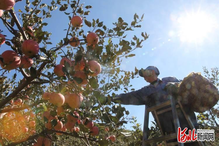 河北承德：燕山腳下蘋果紅