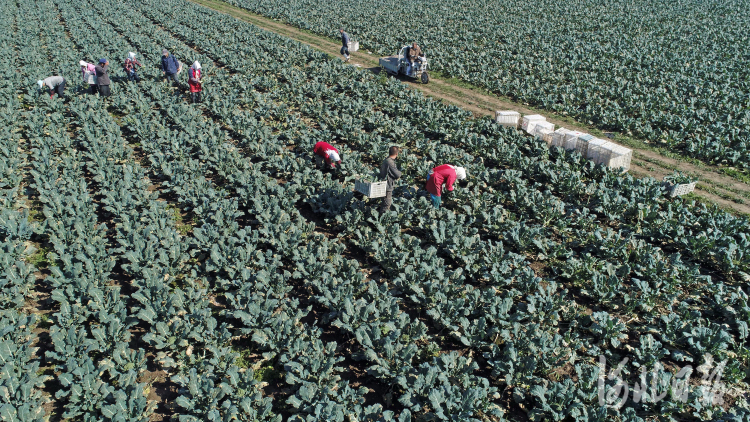 河北灤南：雙茬蔬菜促增收