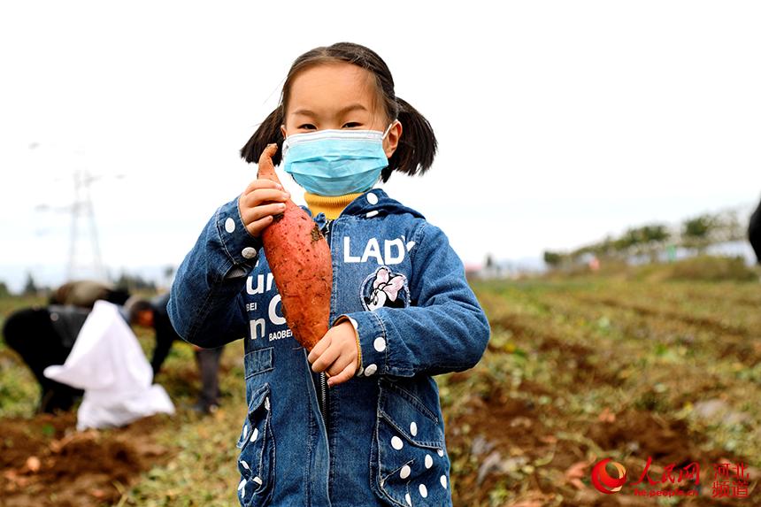 河北靈壽：紅薯喜獲豐收