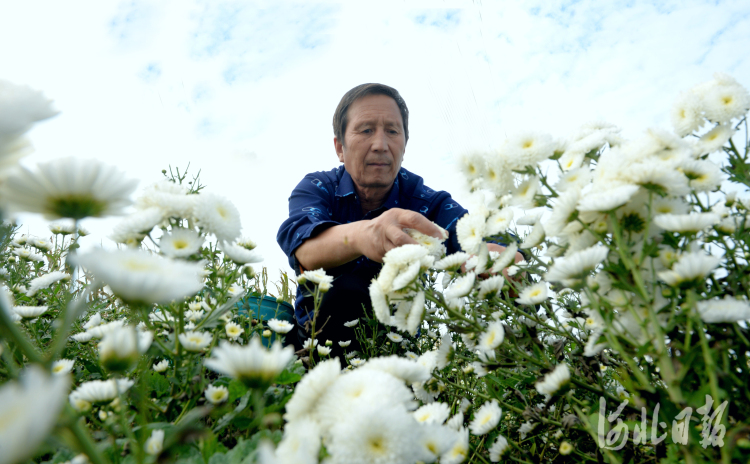 河北平鄉：種植杭白菊 滿地“致富花”