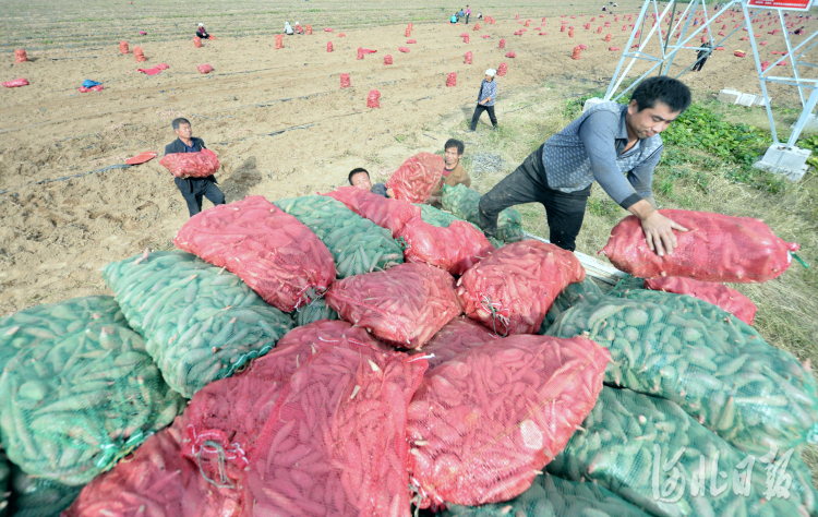 河北廣宗：紅薯豐收