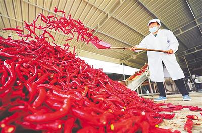 河北衡水：根植沃土育繁華 喜看鄉村新變化