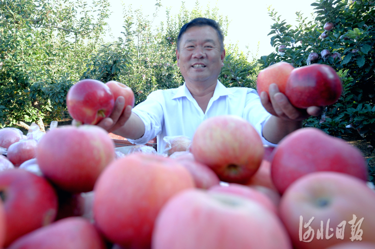 河北隆堯：蘋果紅 生活美