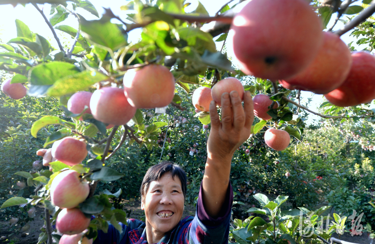 河北隆堯：蘋果紅 生活美