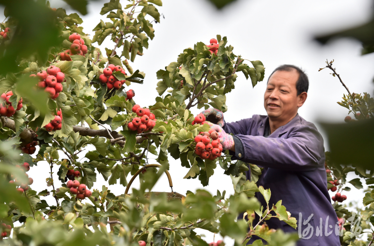 河北晉州：山楂樹下收穫忙