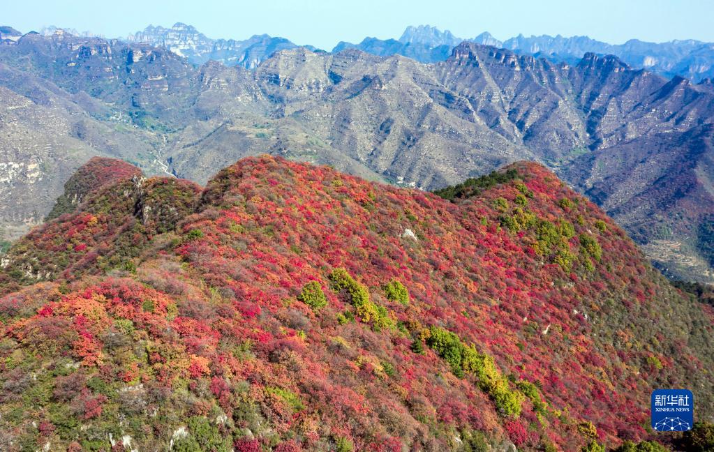 河北武安：山區秋意濃