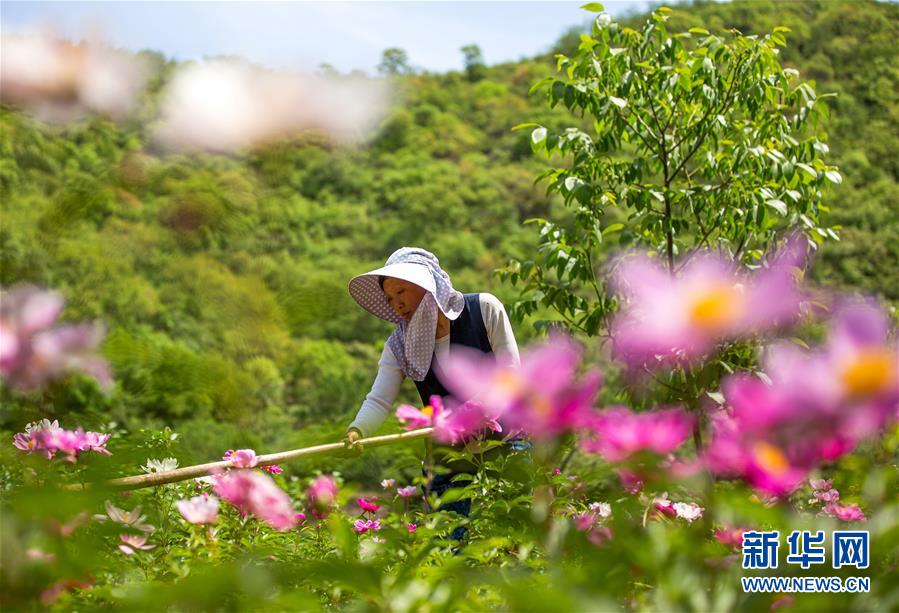 河北武安：“花經濟”助農增收