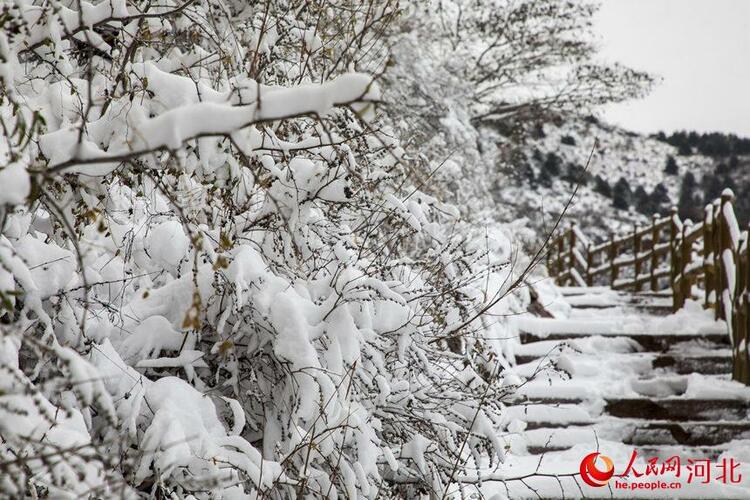 白雪皚皚銀裝素裹 河北各地迎來今冬“初雪”