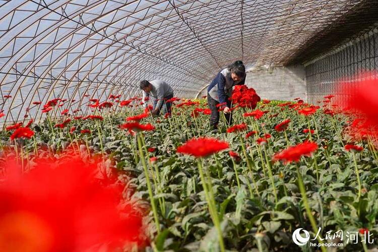 河北唐山：鮮切花産業助力鄉村振興