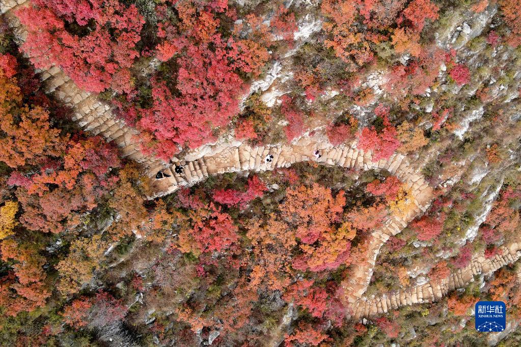 河北沙河：深秋紅葉染山林