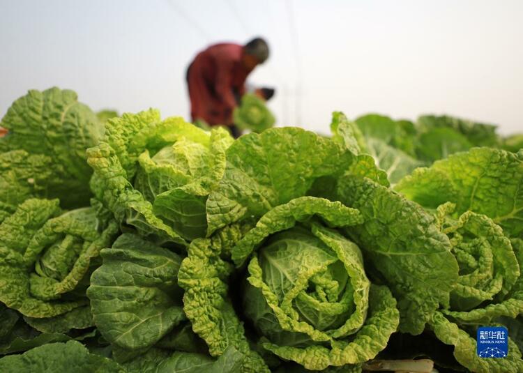 河北玉田：白菜收穫忙