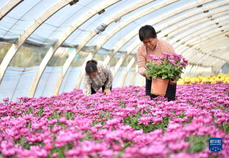 河北南和：“鮮花經濟”富農家