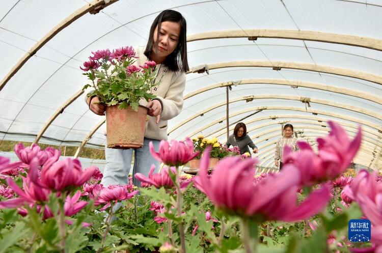 河北南和：“鮮花經濟”富農家