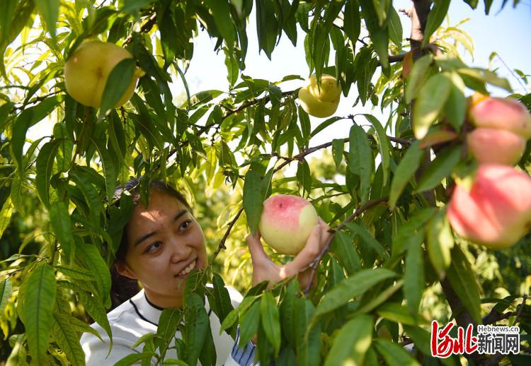 河北南和：特色種植助增收