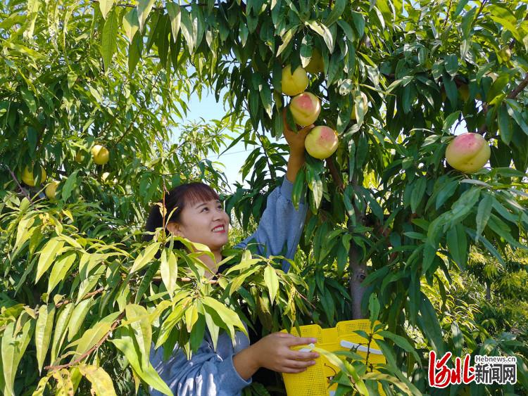 河北南和：特色種植助增收