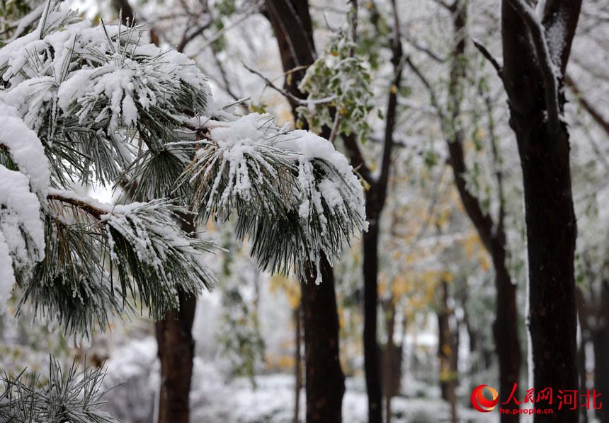 白雪皚皚銀裝素裹 河北各地迎來今冬“初雪”