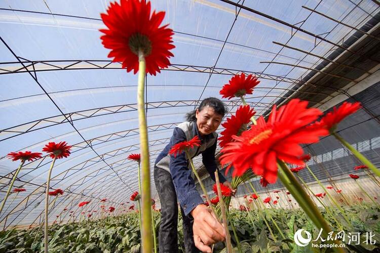 河北唐山：鮮切花産業助力鄉村振興