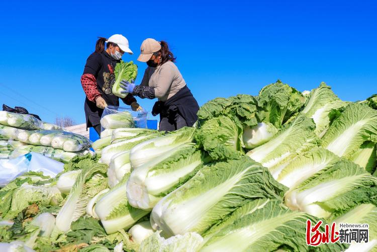 河北灤南：時令蔬菜供市場