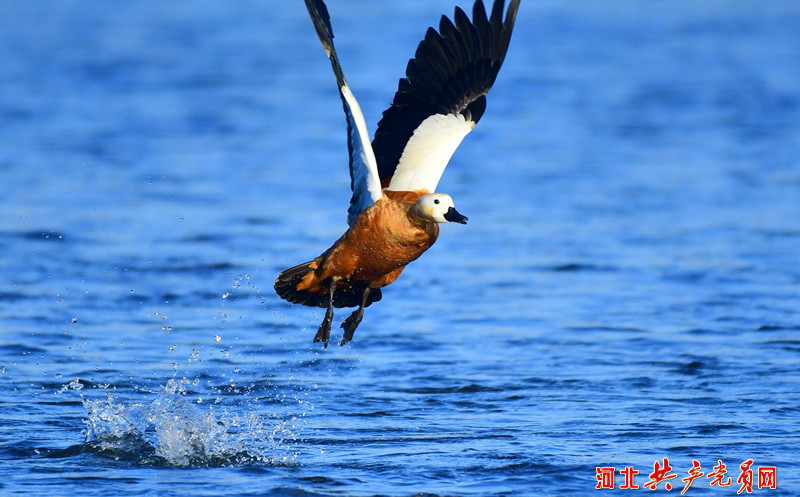 河北遷安：赤麻鴨翔集水城舞翩躚