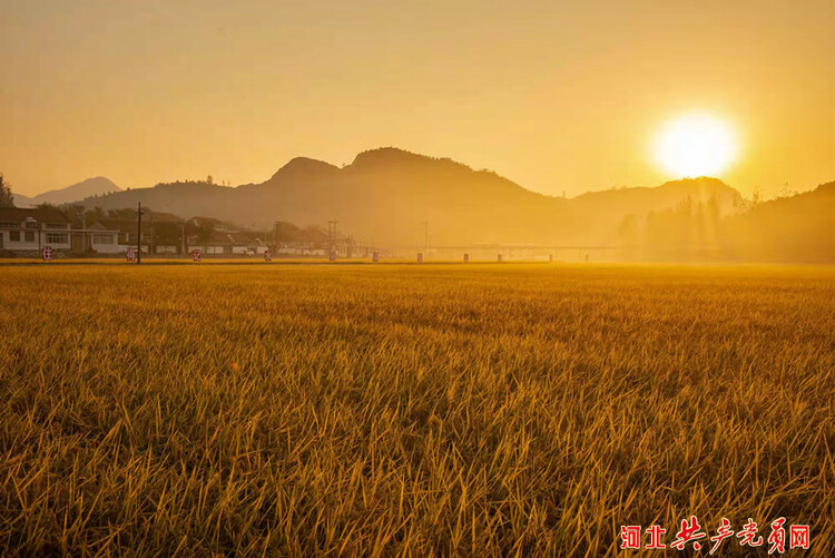 遷安樓子山村：稻穀飄香美如畫